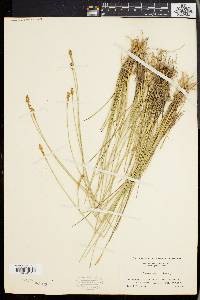 Carex exilis image