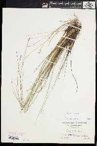 Carex exilis image