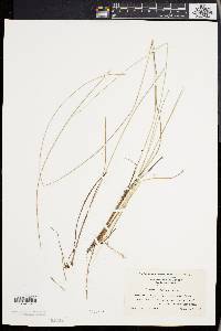 Carex exilis image