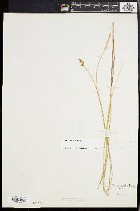 Carex exilis image