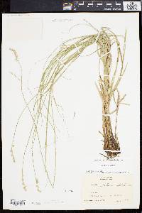 Carex festucacea image