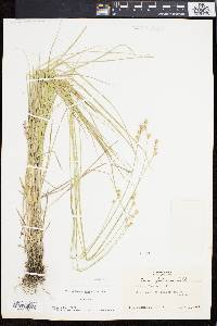 Carex festucacea image