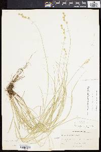 Carex festucacea image