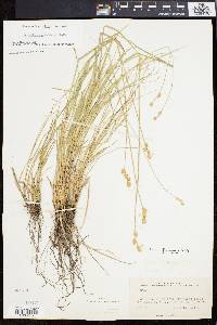 Carex festucacea image