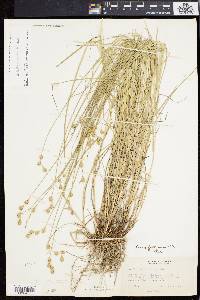 Carex festucacea image