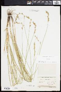 Carex festucacea image