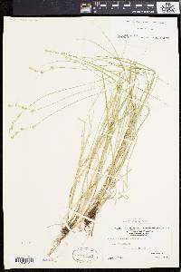 Carex festucacea image