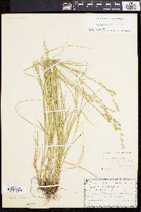 Carex festucacea image