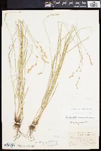 Carex festucacea image