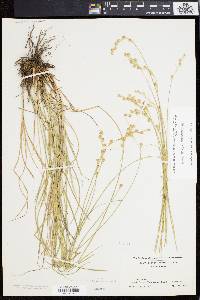 Carex festucacea image