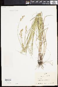 Carex festucacea image