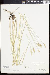 Carex festucacea image