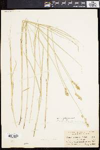 Carex festucacea image