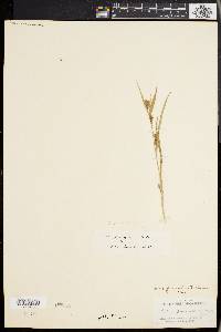 Carex glaucodea image