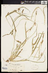 Carex glaucodea image