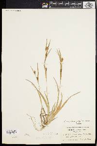 Carex glaucodea image