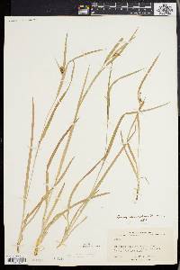 Carex glaucodea image