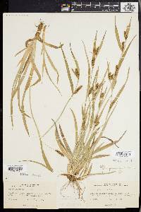 Carex glaucodea image