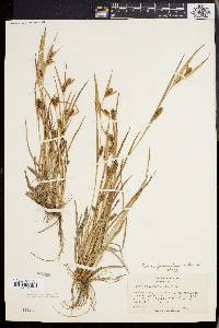 Carex glaucodea image