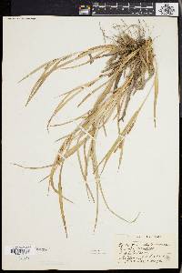 Carex glaucodea image