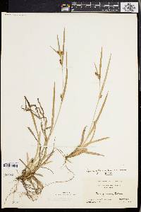 Carex glaucodea image