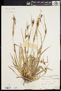 Carex flaccosperma image