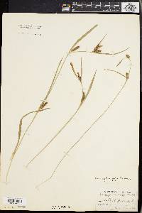 Carex flaccosperma var. glaucodea image