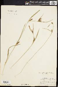 Carex flaccosperma image