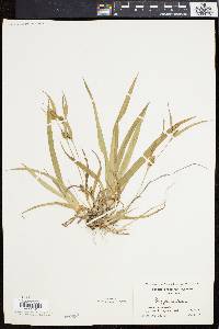 Carex flaccosperma image