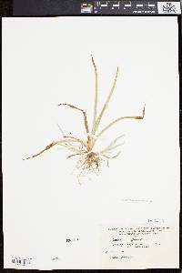 Carex flaccosperma image