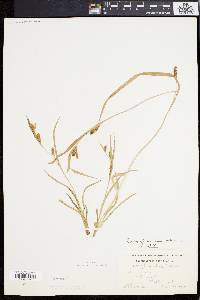 Carex flaccosperma image