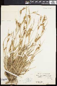 Carex flaccosperma image