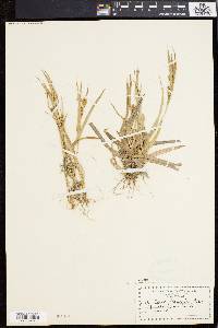 Carex flaccosperma image