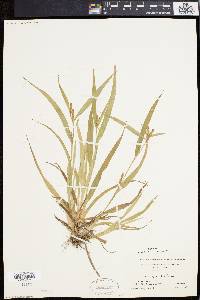 Carex flaccosperma image