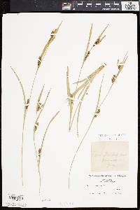 Carex flaccosperma image