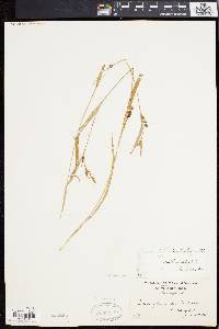 Carex flaccosperma image