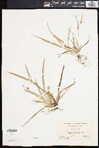 Carex flaccosperma image