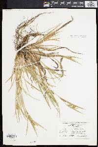 Carex flaccosperma image