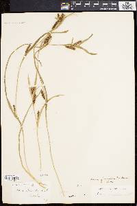 Carex flaccosperma image