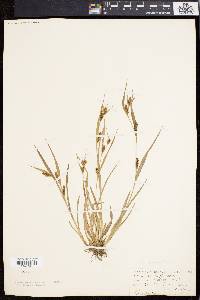 Carex flaccosperma image