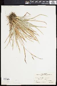 Carex flaccosperma image