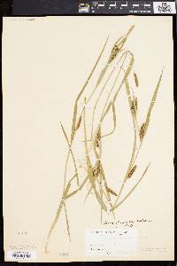 Carex flaccosperma image