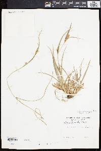 Carex flaccosperma image