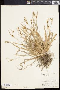 Carex flaccosperma image