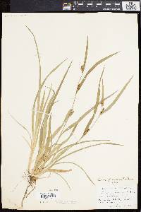 Carex flaccosperma image