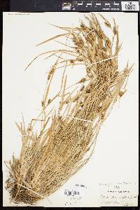 Carex flaccosperma image