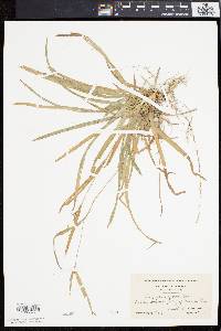 Carex flaccosperma image