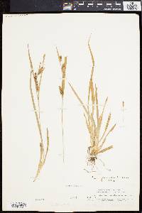 Carex flaccosperma image