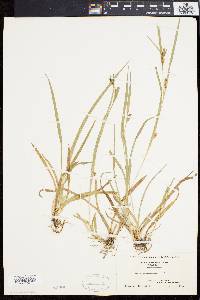 Carex flaccosperma var. glaucodea image