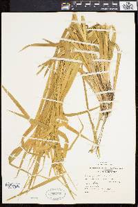 Carex folliculata image